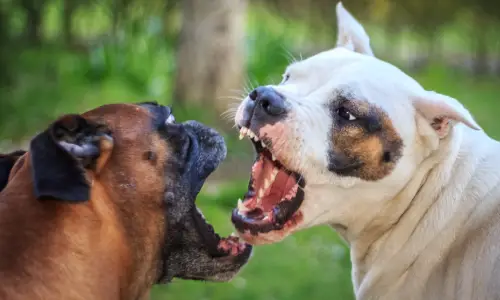 A close shot of two angry dogs fighting with each other.