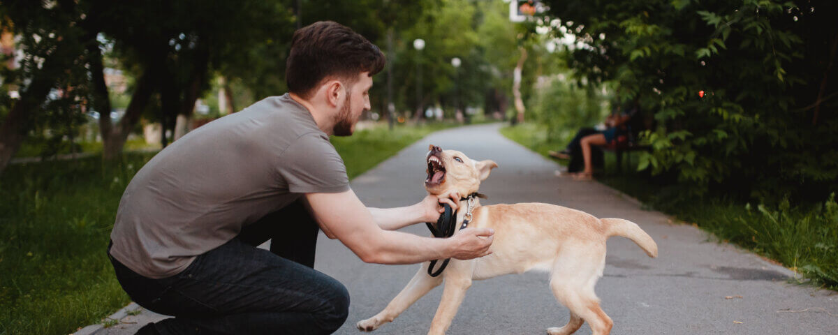 What to Do After a Dog Bite or Attack in San Jose
