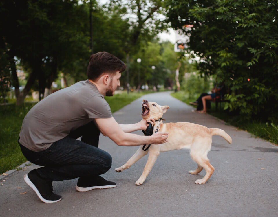 What to Do After a Dog Bite or Attack in San Jose