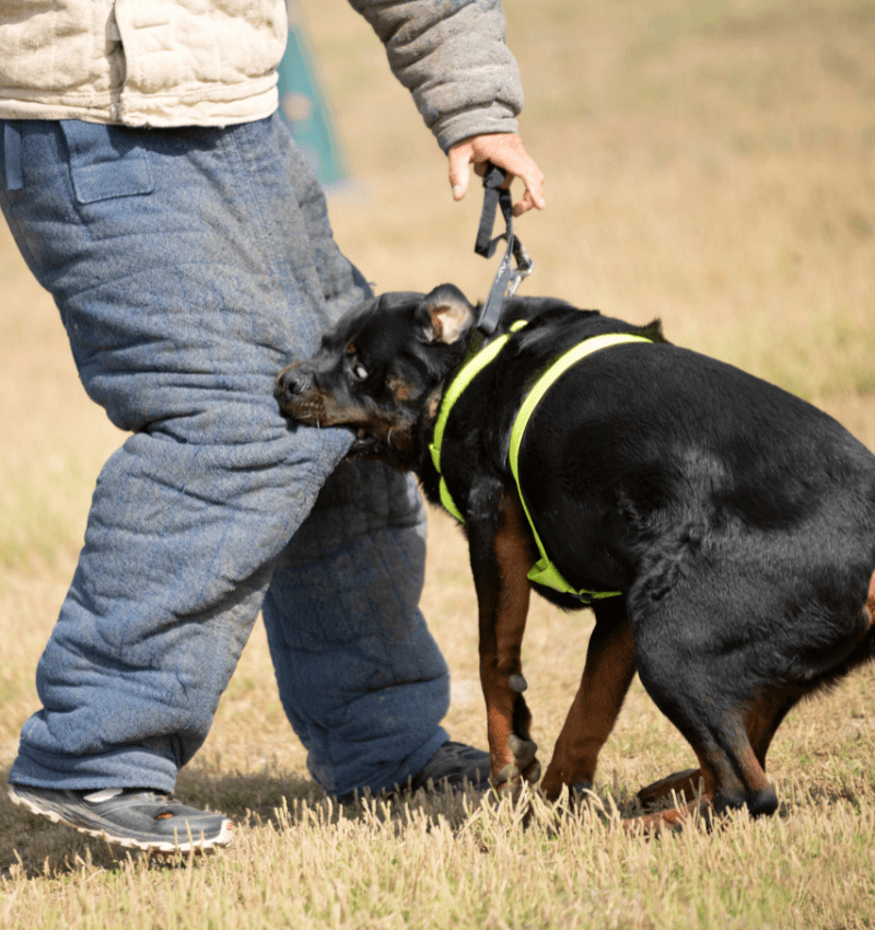 Hillstone Law Dog Bite Injuries Lawyer