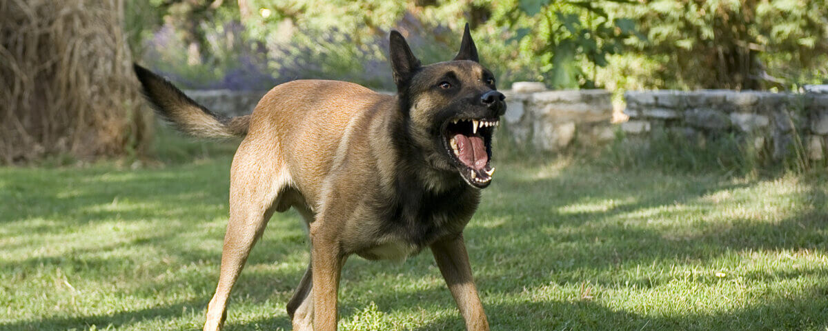 Medical Side Effects of Dog Bites in California