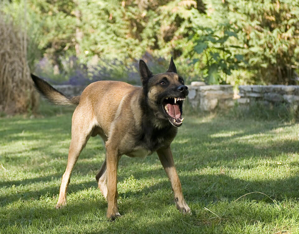 Medical Side Effects of Dog Bites in California