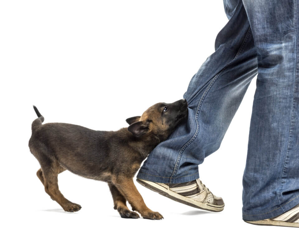 Dog Bite Cases: 5 Mistakes to Avoid