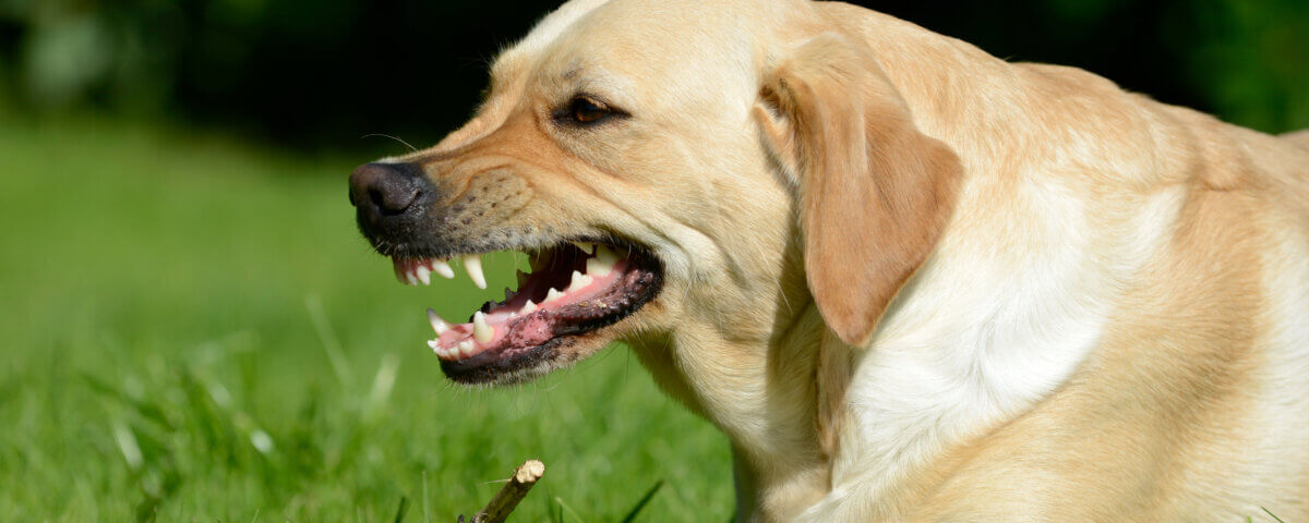 20 Dog Bite Accident Statistics in California You Need to Know in 2025