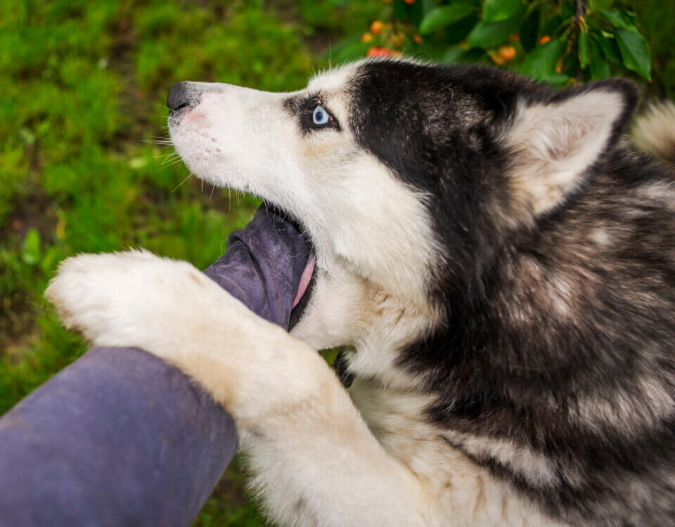 Can an Infected Dog Bite Wound Become Complicated?