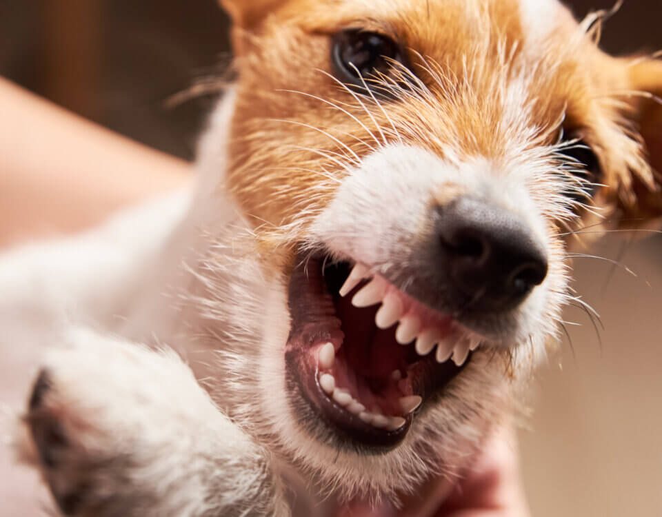 How Much Can I Sue for a Dog Bite in California?