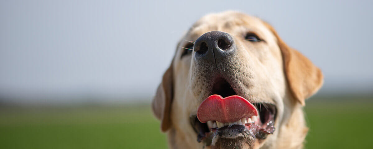 Dog Bite Cases in California: 5 Mistakes to Avoid