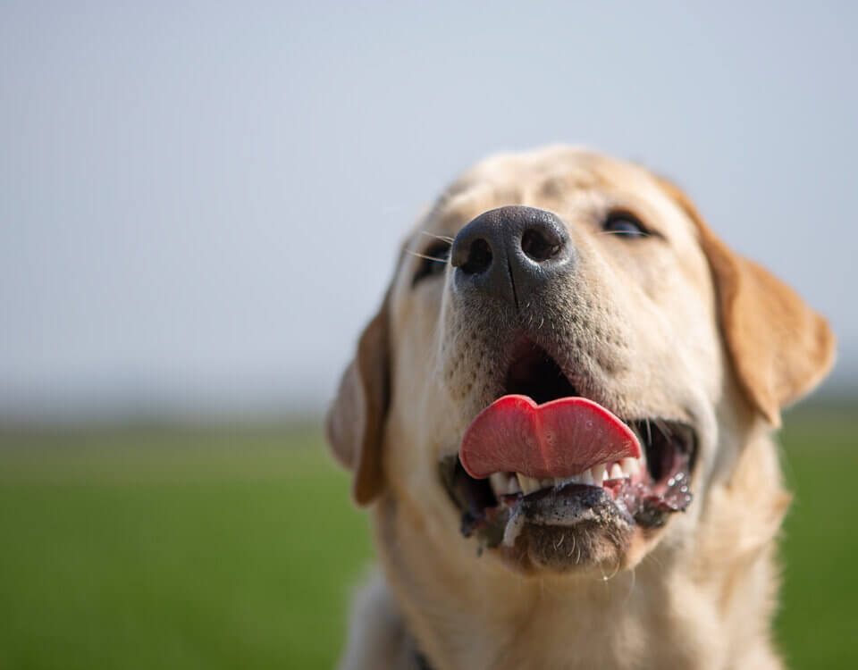 Dog Bite Cases in California: 5 Mistakes to Avoid