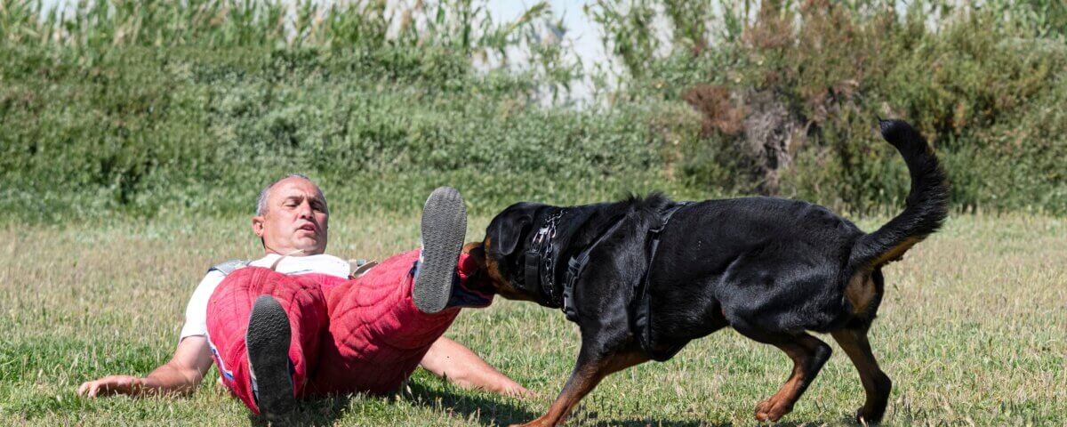 Dog Bite Lawsuit in California – When Is the Owner Liable?