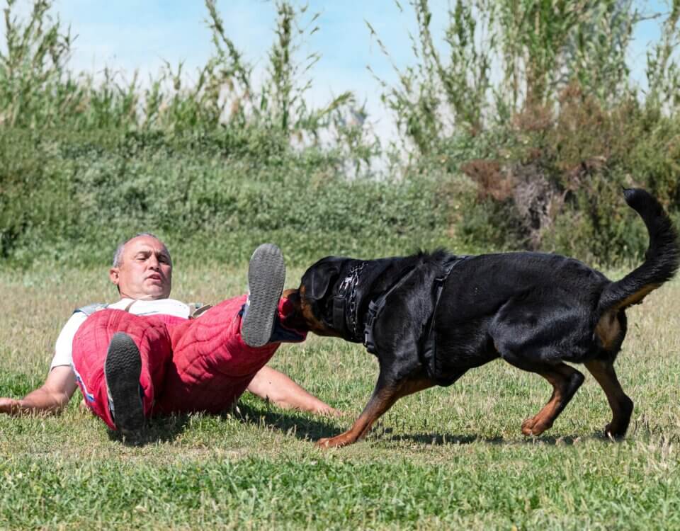 Dog Bite Lawsuit in California – When Is the Owner Liable?