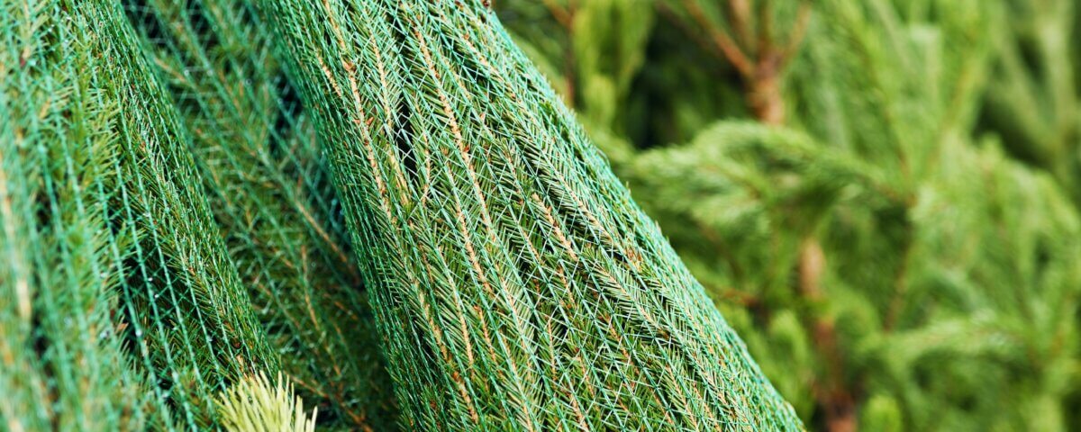 Christmas Tree Lot Accident Lawyer in California: Protecting Holiday Shoppers