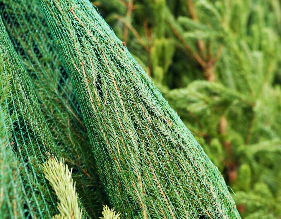 Christmas Tree Lot Accident Lawyer in California: Protecting Holiday Shoppers