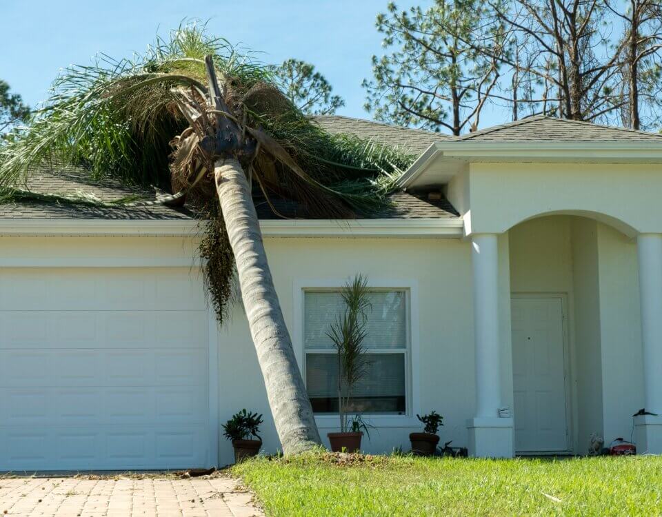 Fallen Tree Branch Injuries in California: Who Is Responsible?