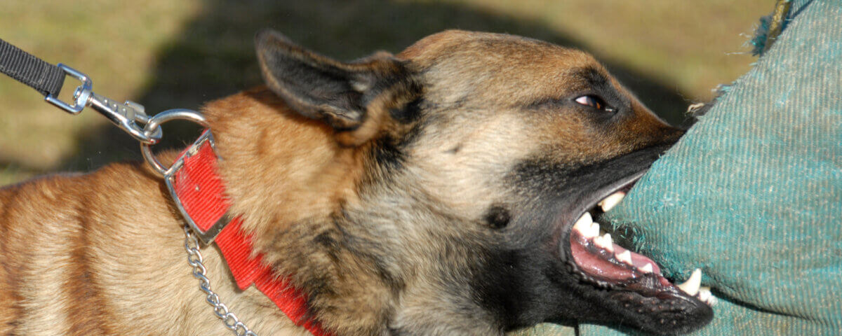 Dog Bite Injuries in California: What You Need to Know