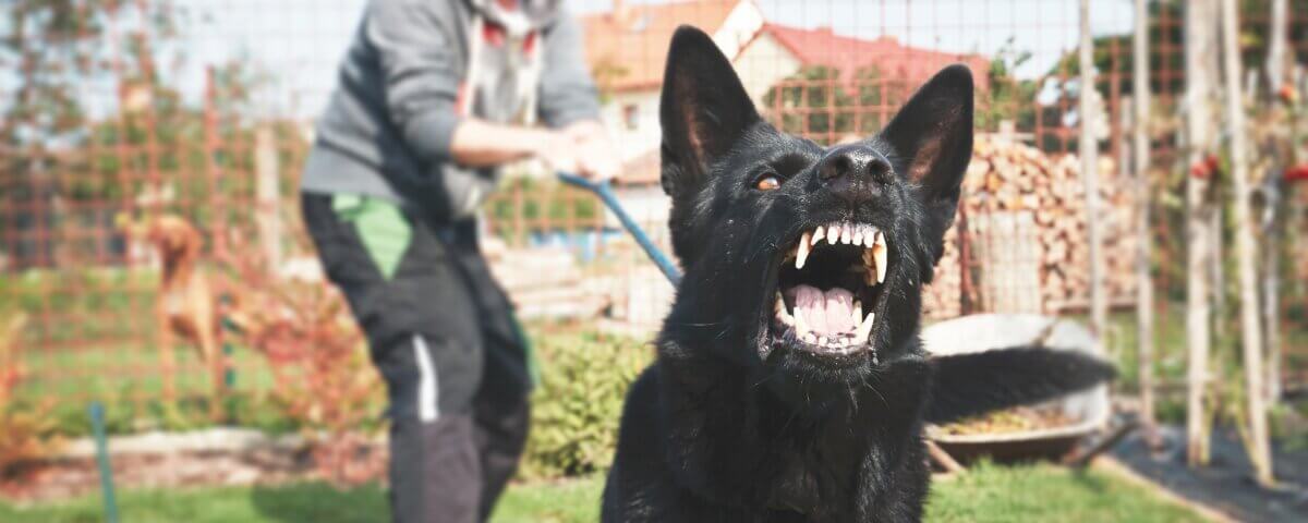 Should I Get a Tetanus Shot for a Dog Bite?