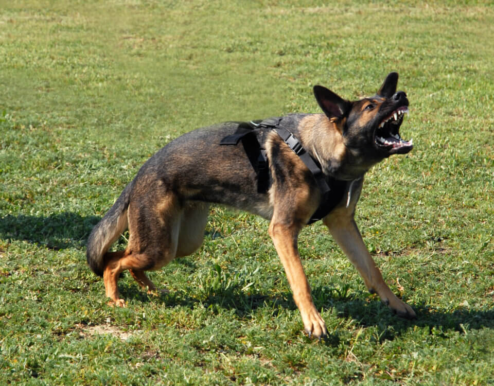 Dog Bites in California: Who Is Responsible?