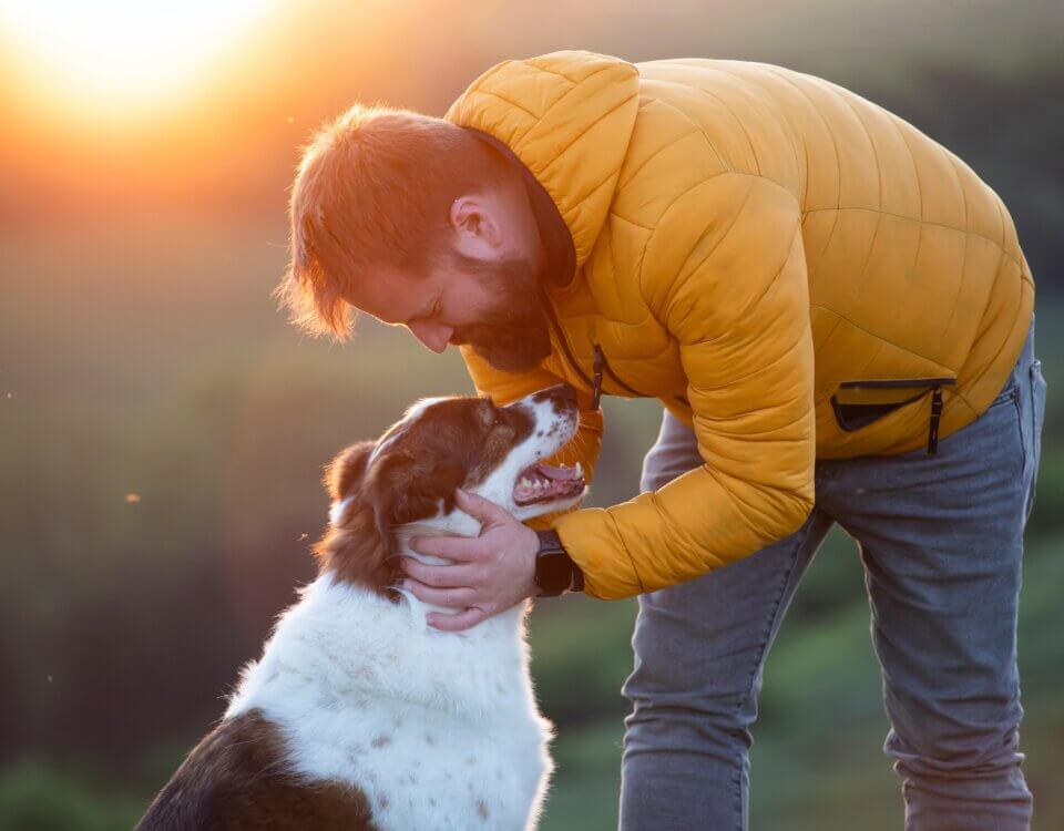 When a Dog Owner May Not Be Held Responsible, Hillstone Law Explains