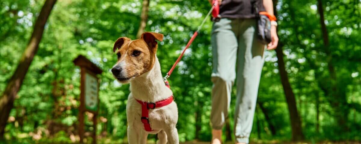 Pet Safety in Public Parks: Preventing Dog Bite Incidents