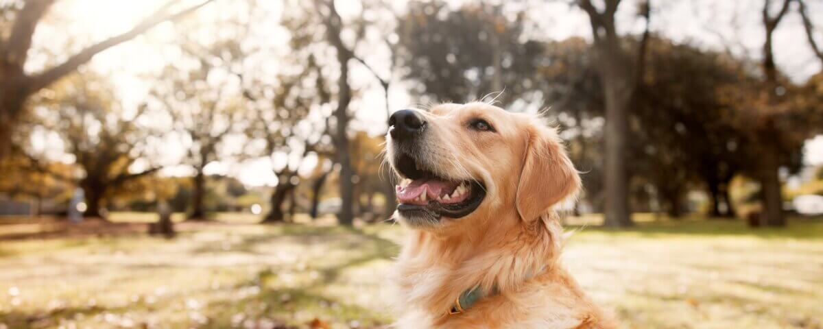 How Often Do People Get Bitten at Dog Parks?