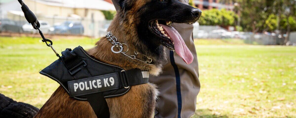 What You Should Do After a Police Dog Bite