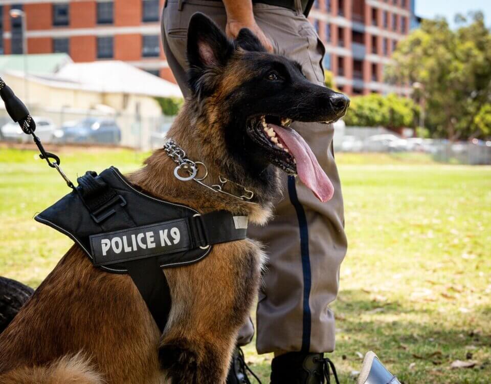 What You Should Do After a Police Dog Bite