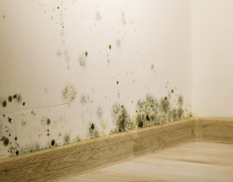 Can You File a Personal Injury Lawsuit for Mold Exposure