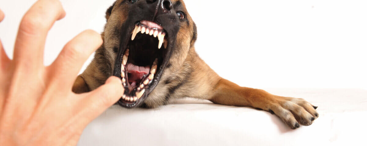 Understanding Your Legal Rights After a Dog Bite in Santa Ana