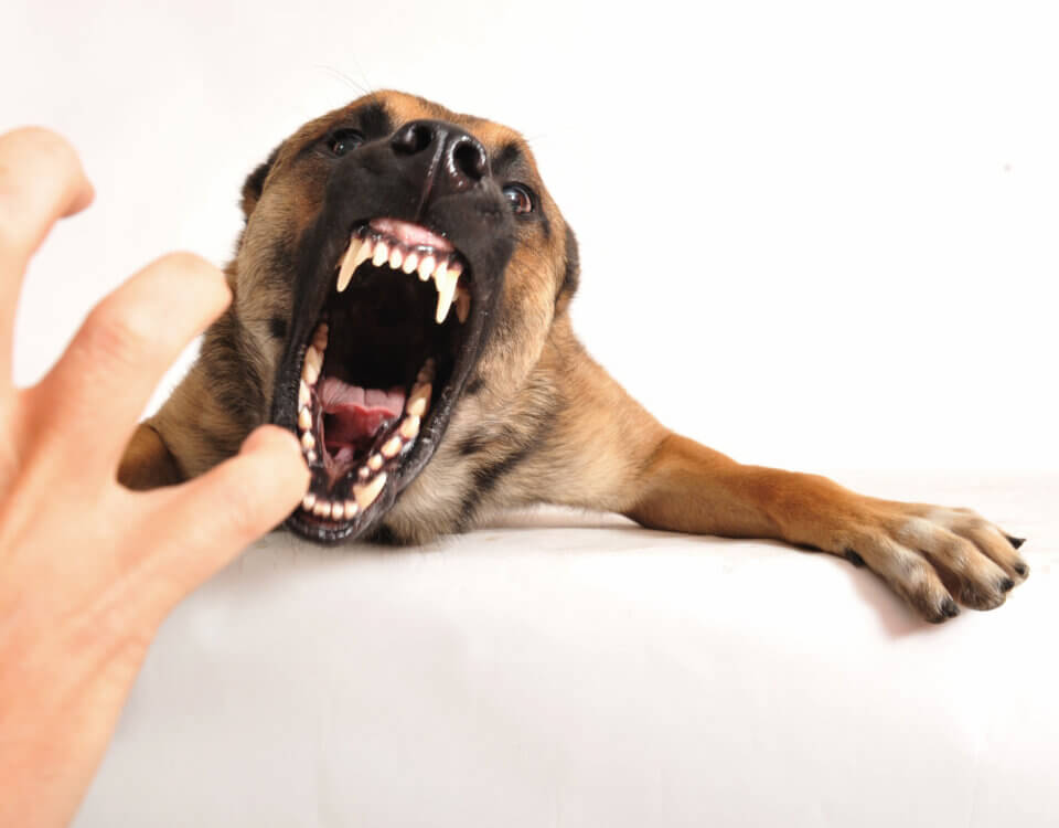 Understanding Your Legal Rights After a Dog Bite in Santa Ana