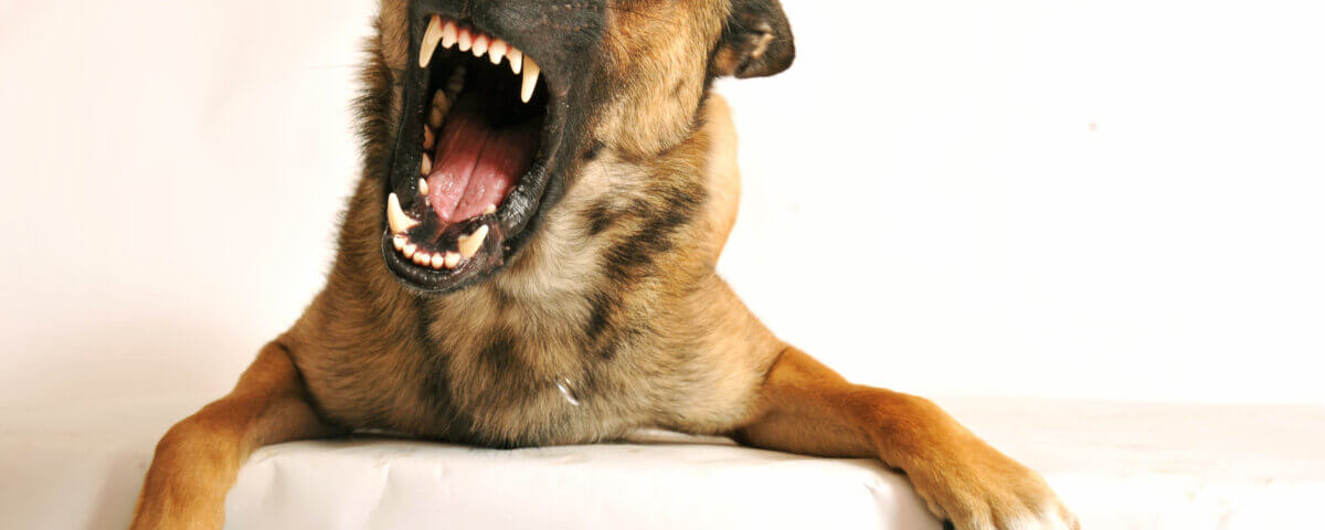 Choosing the Right Lawyer for a Dog Bite Injury